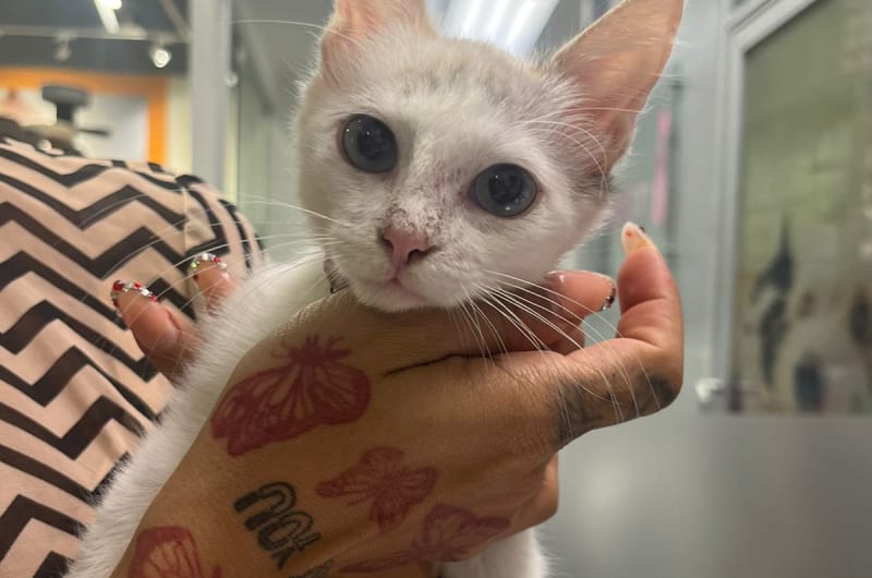 Hospital Veterinario PETINN Petco Vallarta — photo 1