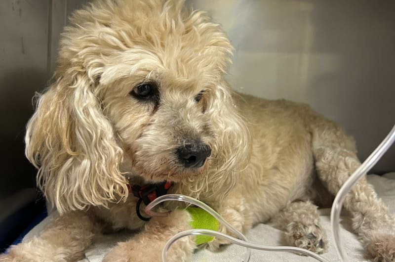 Hospital Veterinario PETINN Petco Vallarta — photo 3