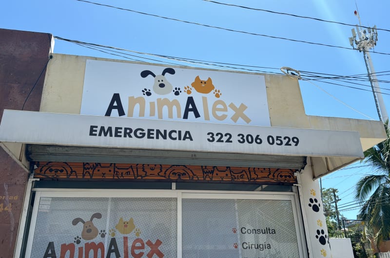 AnimAlex — photo 2