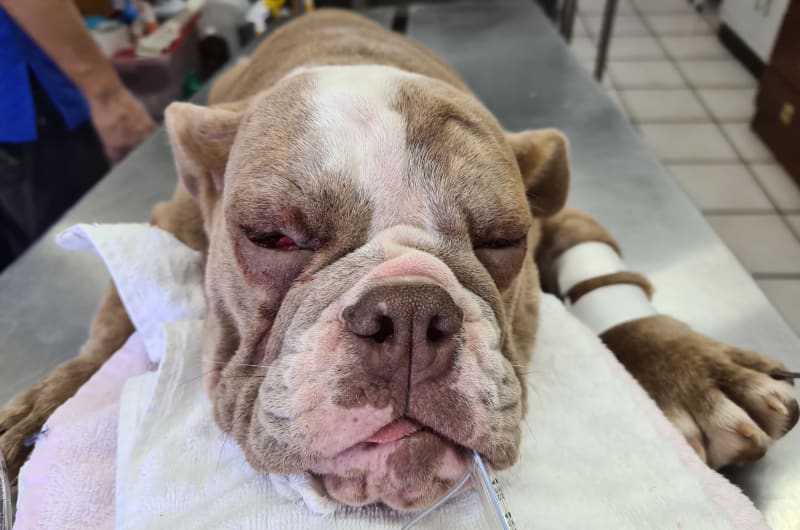 Hospital Veterinario Orejas — photo 2