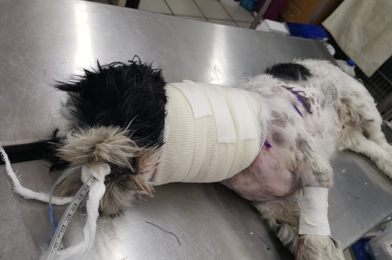 Hospital Veterinario Orejas — photo 3