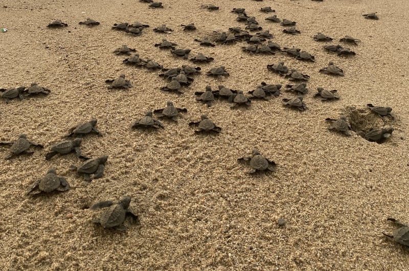 Campamento Tortuguero Sayulita — photo 3