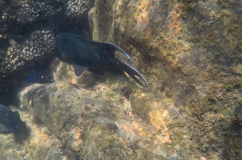 Zona de snorkel — photo 2