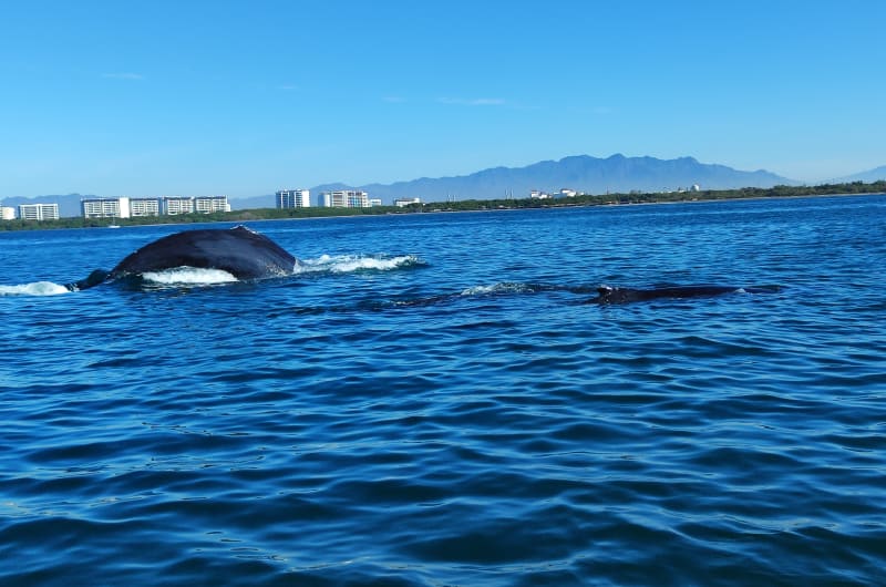 Vallarta Whales — photo 1
