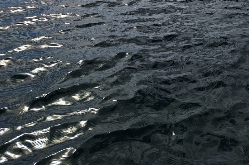 Vallarta Whales — photo 2