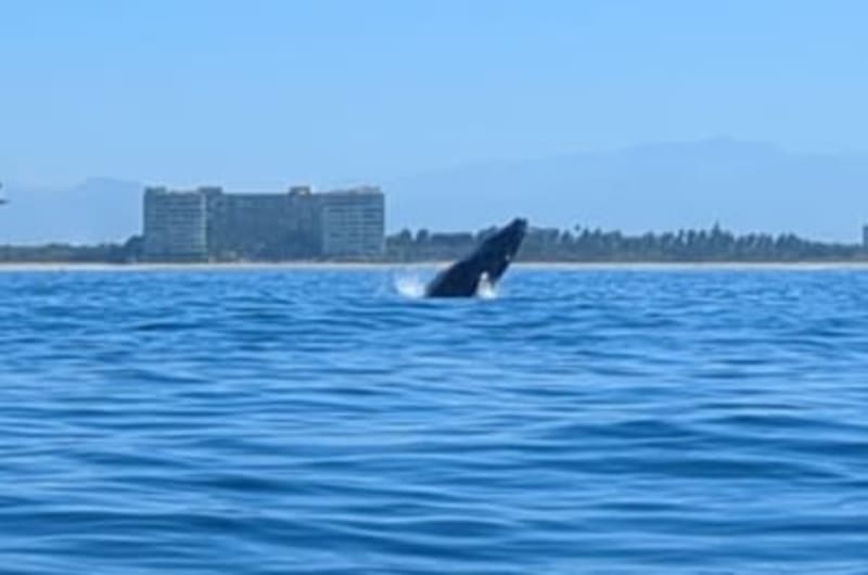Vallarta Whales — photo 3