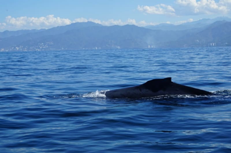 Viento negro tours & travel vallarta — photo 2