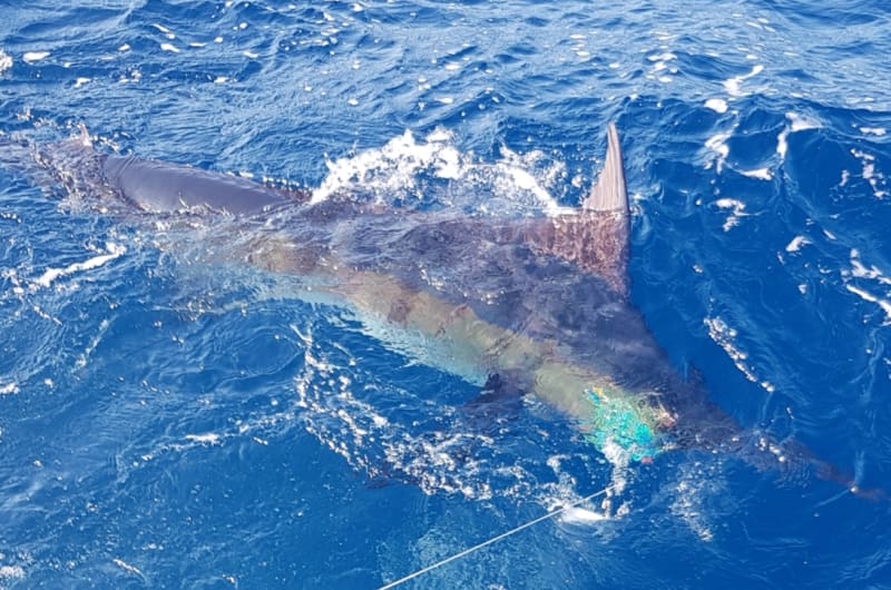 Puerto Vallarta fishing charters — photo 3