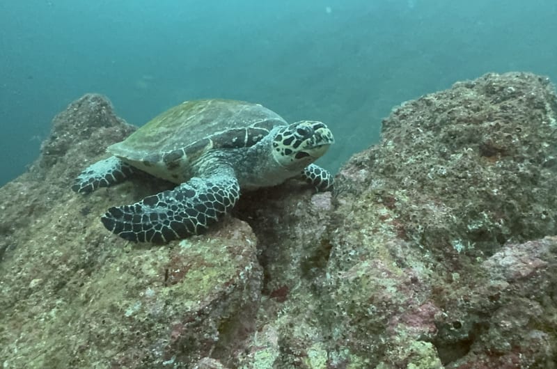 Pv Ocean Tours — photo 1