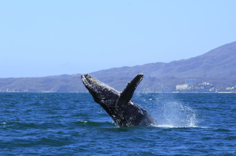 Vallarta by Boat — photo 3