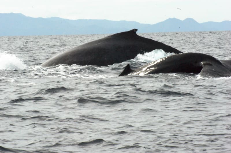 PUNTA MITA EXPEDITIONS — photo 1