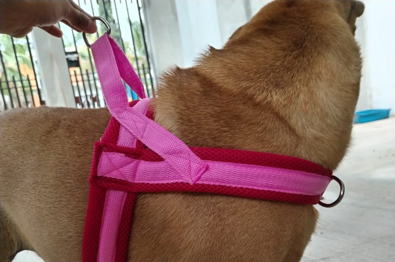Love & Pets — photo 3
