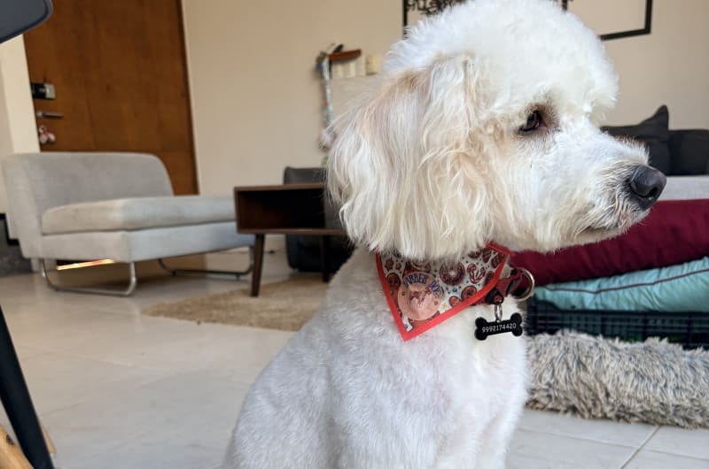 Barber Dog MID YUCATAN — photo 1