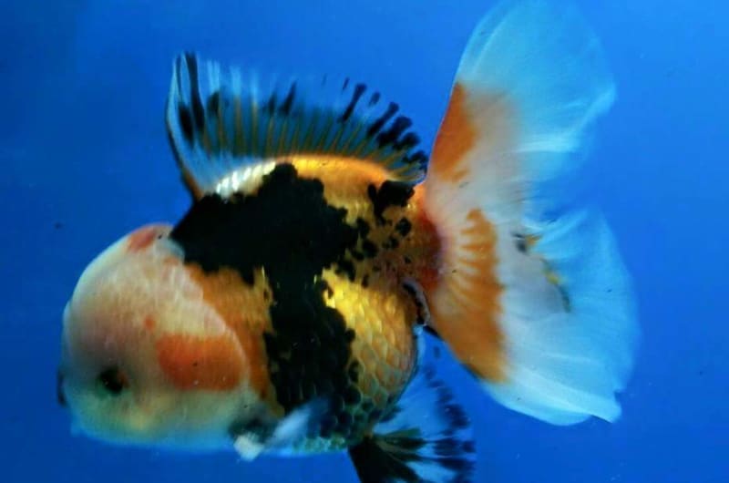 Bioacuario Mascotas — photo 3