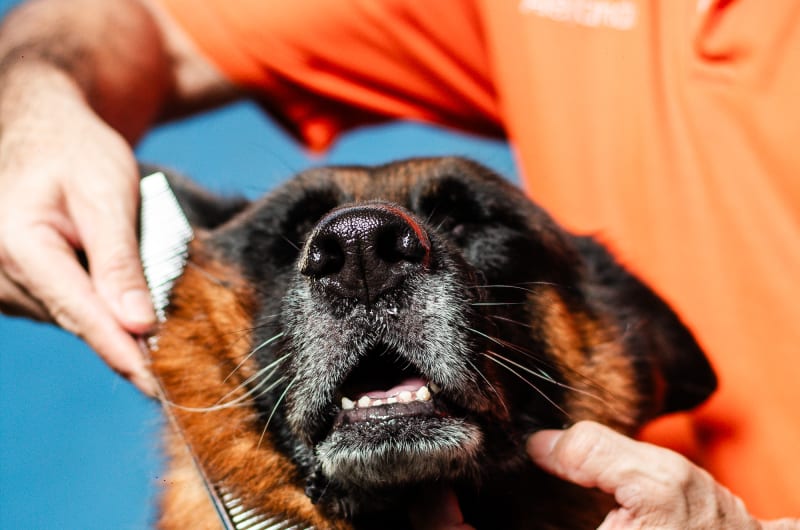Dog Lovers | Veterinaria y Estética Canina en Mérida — photo 1