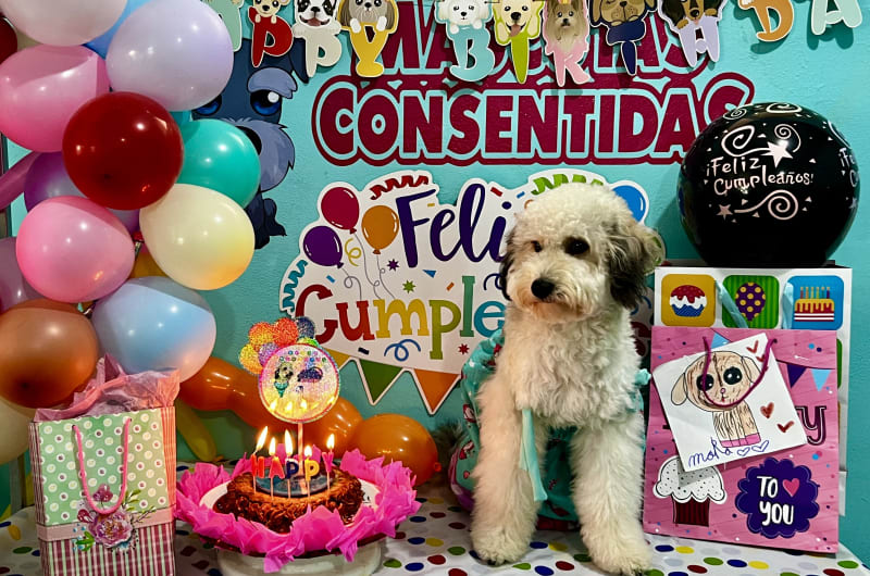 Mascotas consentidas — photo 1