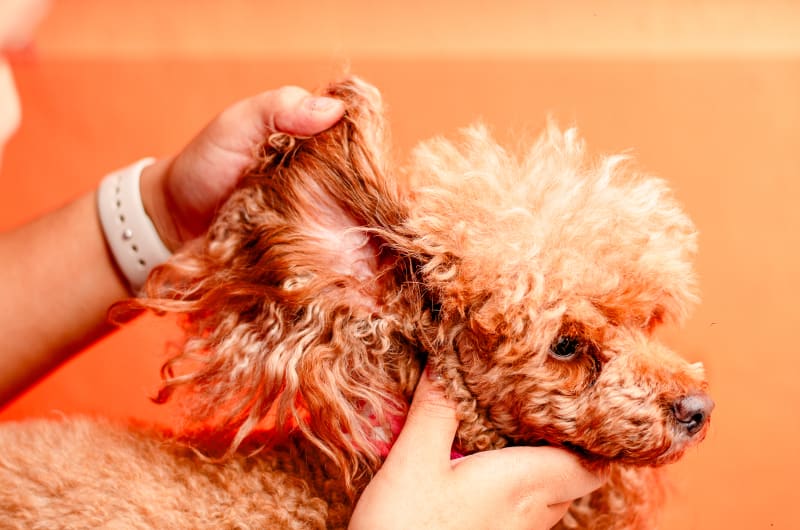 Dog Lovers | Veterinaria y Estética Canina en Mérida — photo 2