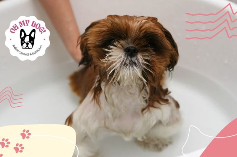 Estética Canina Oh My Dog! — photo 3