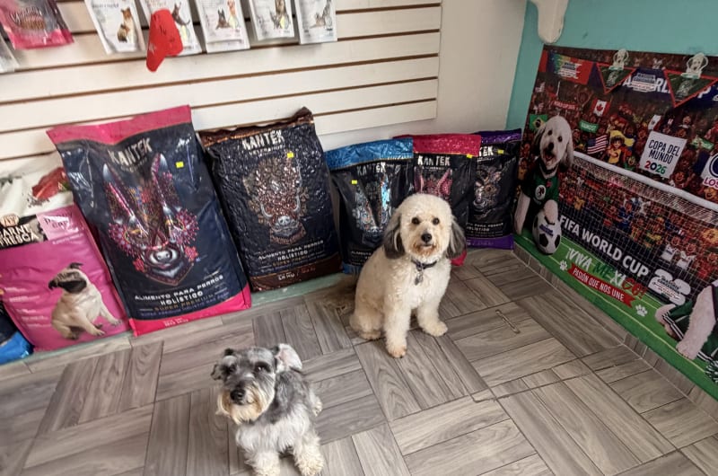 Mascotas consentidas — photo 2