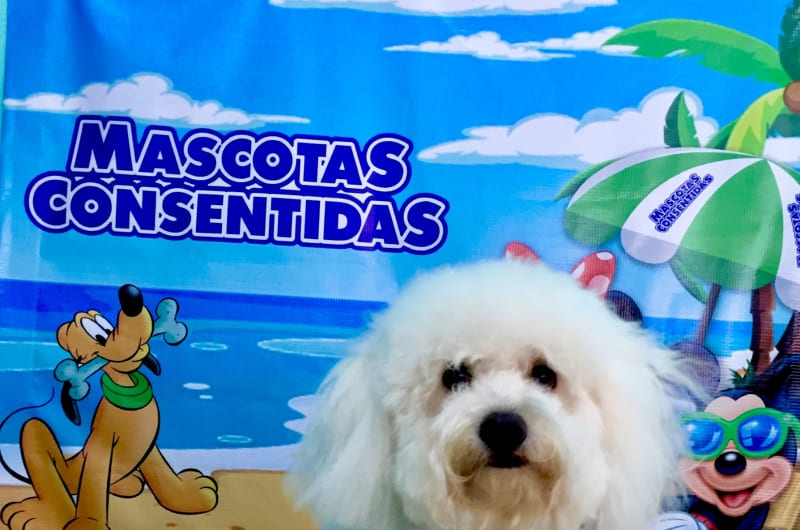 Mascotas consentidas — photo 3