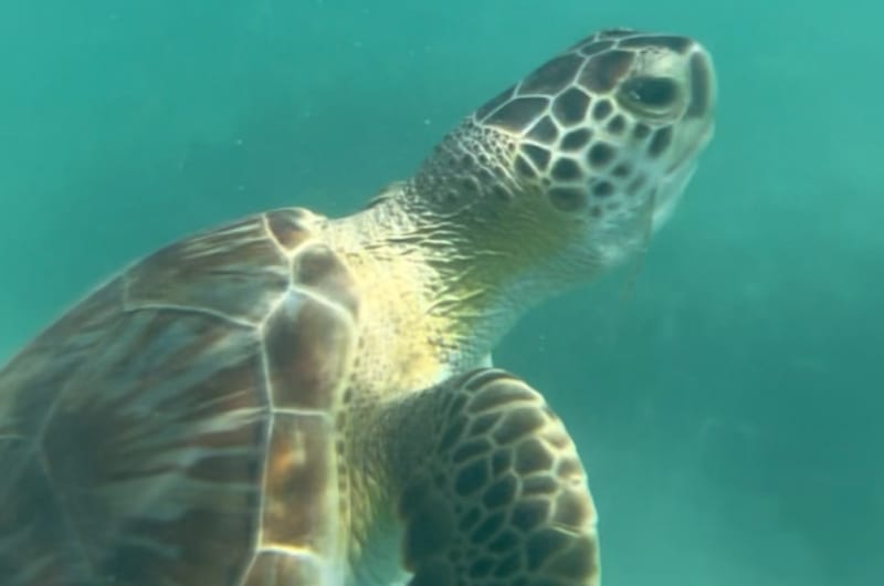 Akumal lagoon snorkeling — photo 2