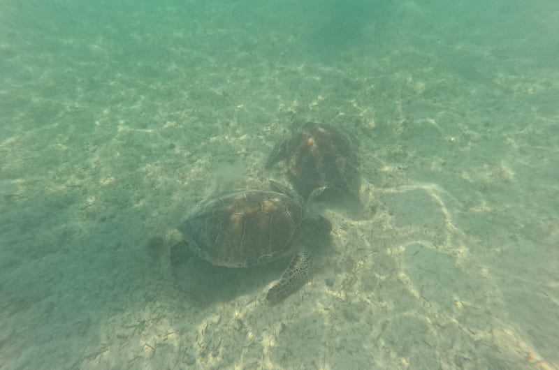 Akumal -Swiming with Turtles — photo 2