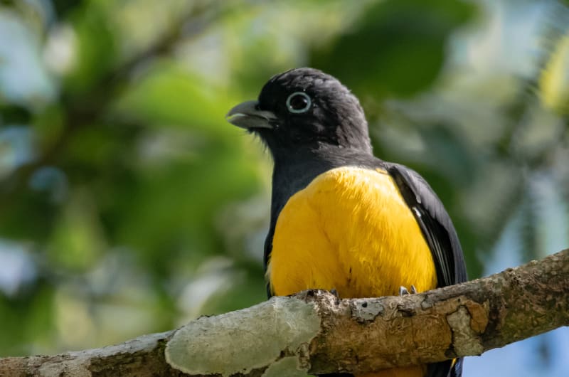 Amar Aves Birdwatching — photo 1