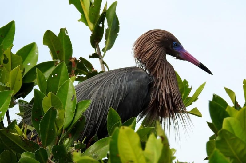 Amar Aves Birdwatching — photo 2