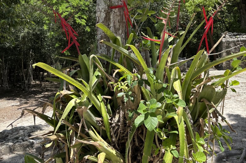 Yucatán Eli's Tours — photo 3