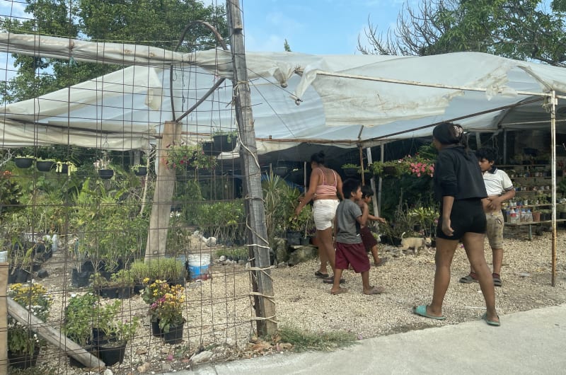Vivero Bugambilia — photo 2