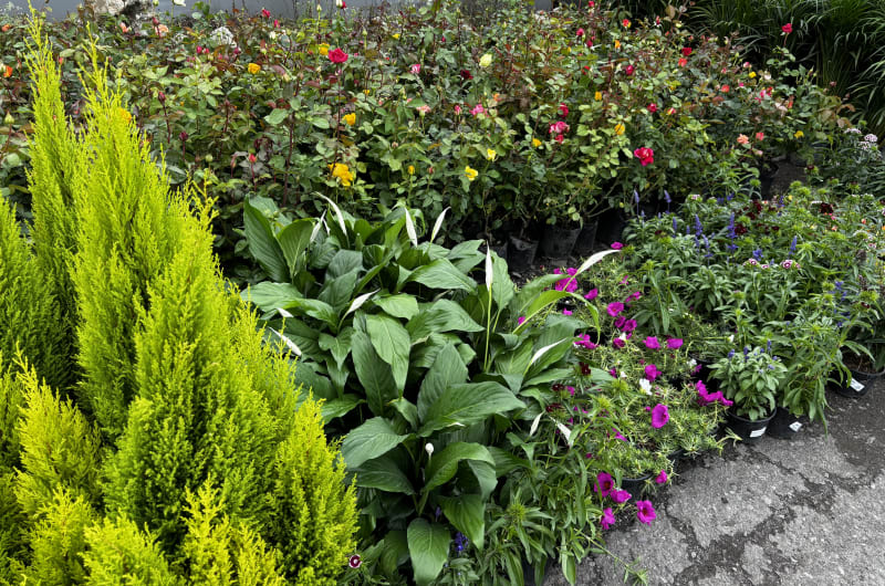 Vivero Bugambilia — photo 3