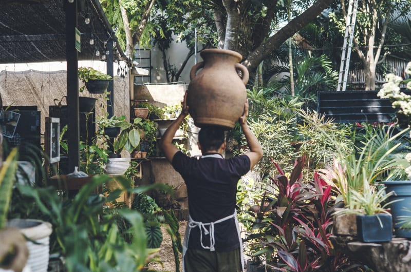 Ditulum Plant Nursery — photo 2