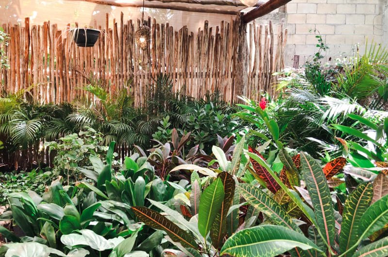 Vivero & Paisajismo Orquídeas Tulum — photo 2