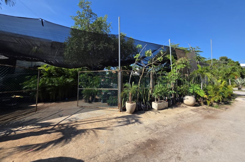 Vivero verde tulum — photo 3