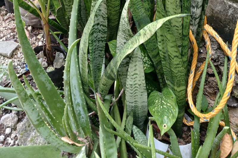 PLANTAS INTERIOR, EXTERIOR — photo 2