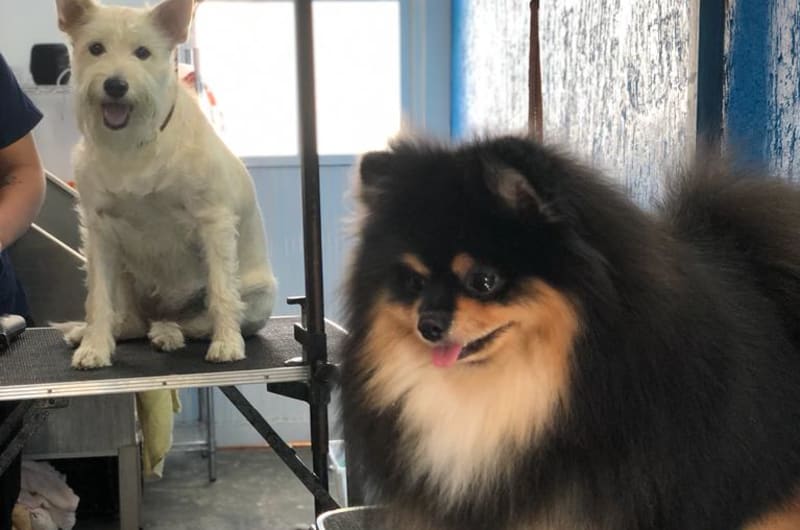 Pet's Clinic. — photo 3