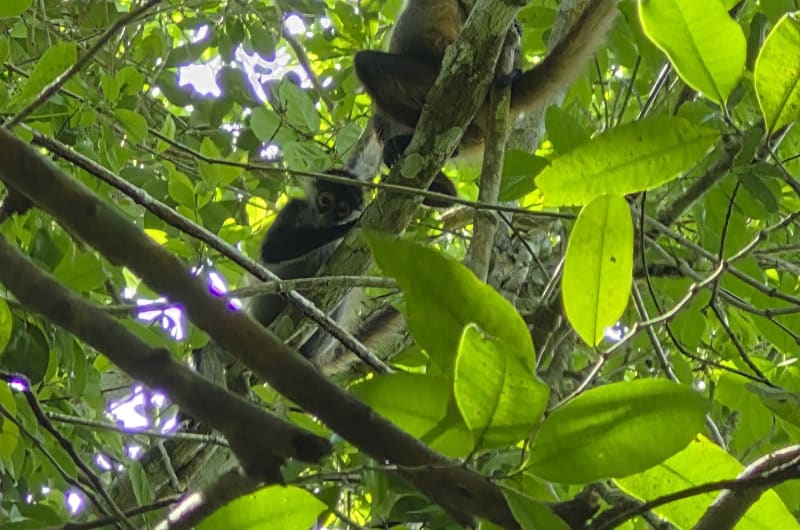 Zipline Punta Laguna — photo 1
