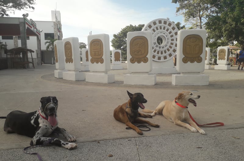 Good Dog Tulum — photo 2