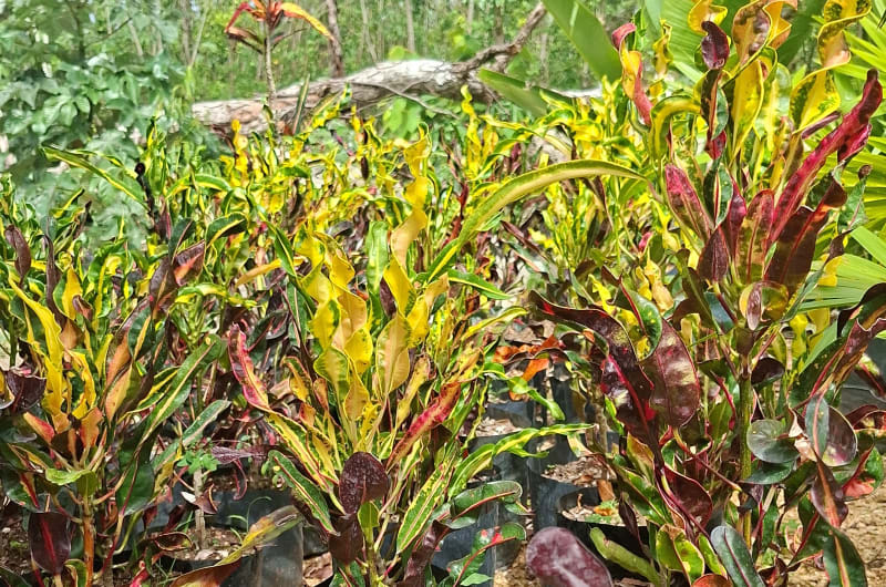 Vivero Tulum Rincón verde — photo 1