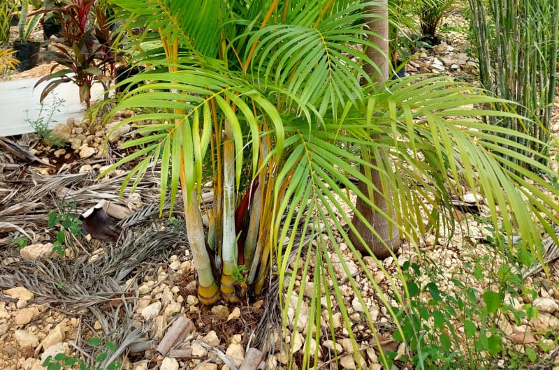 Vivero Tulum Rincón verde — photo 2