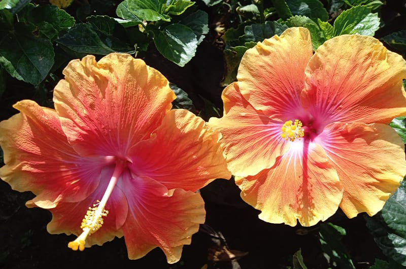 Vivero Ivonne — photo 1