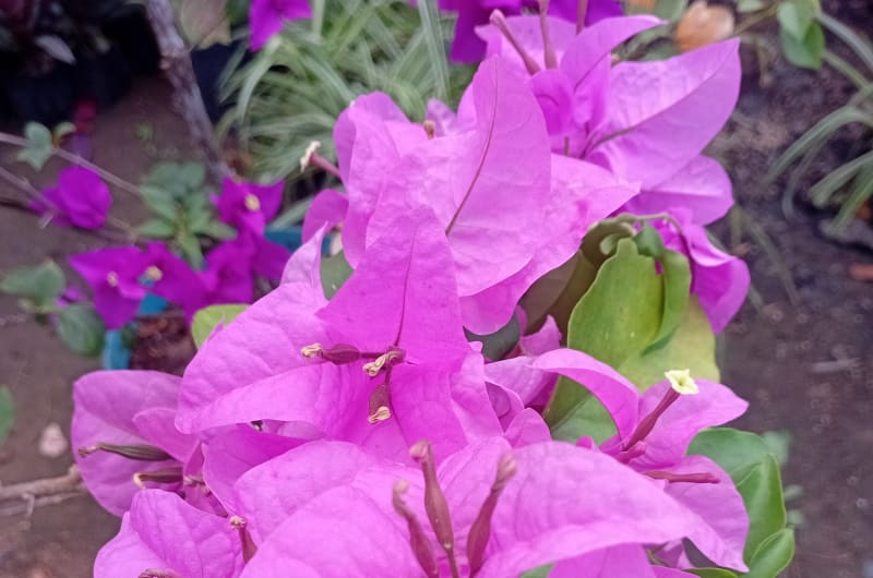 Vivero Ivonne — photo 2