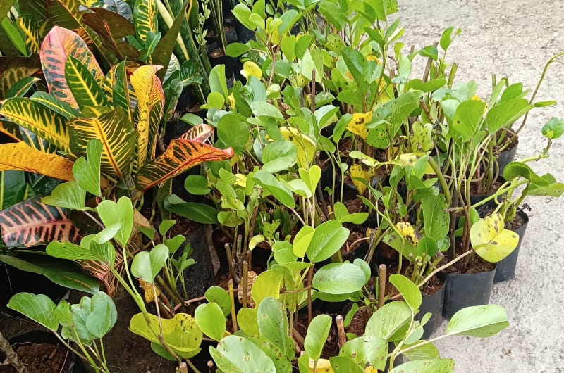 Vivero Ivonne — photo 3