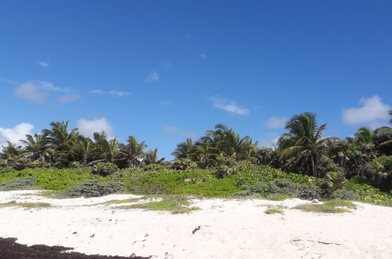 Tortuga Marina Sanctuary — photo 1