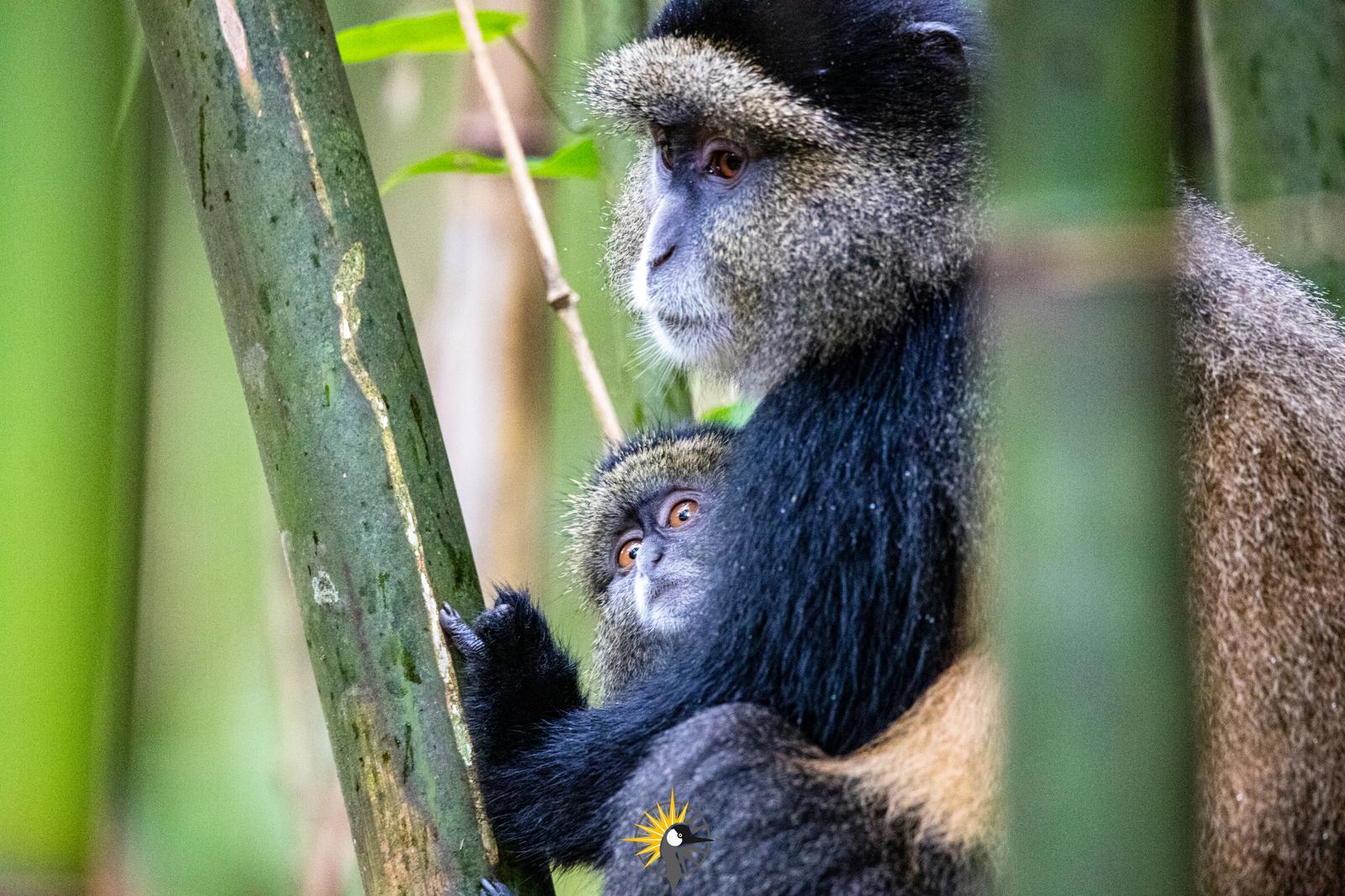 The Golden Monkey