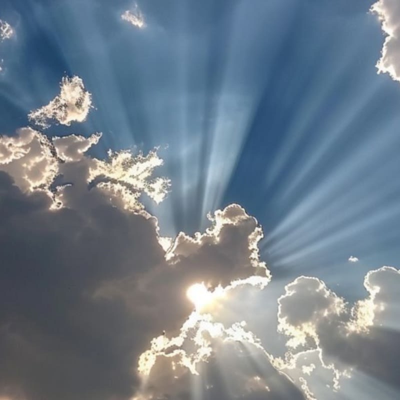 Multipurpose Steam Cat Brush Dog Brush For Shedding thumbnail