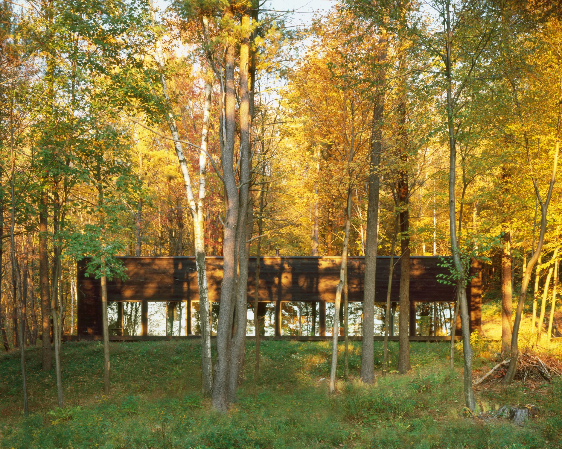 exterior, forest, fall, windows
