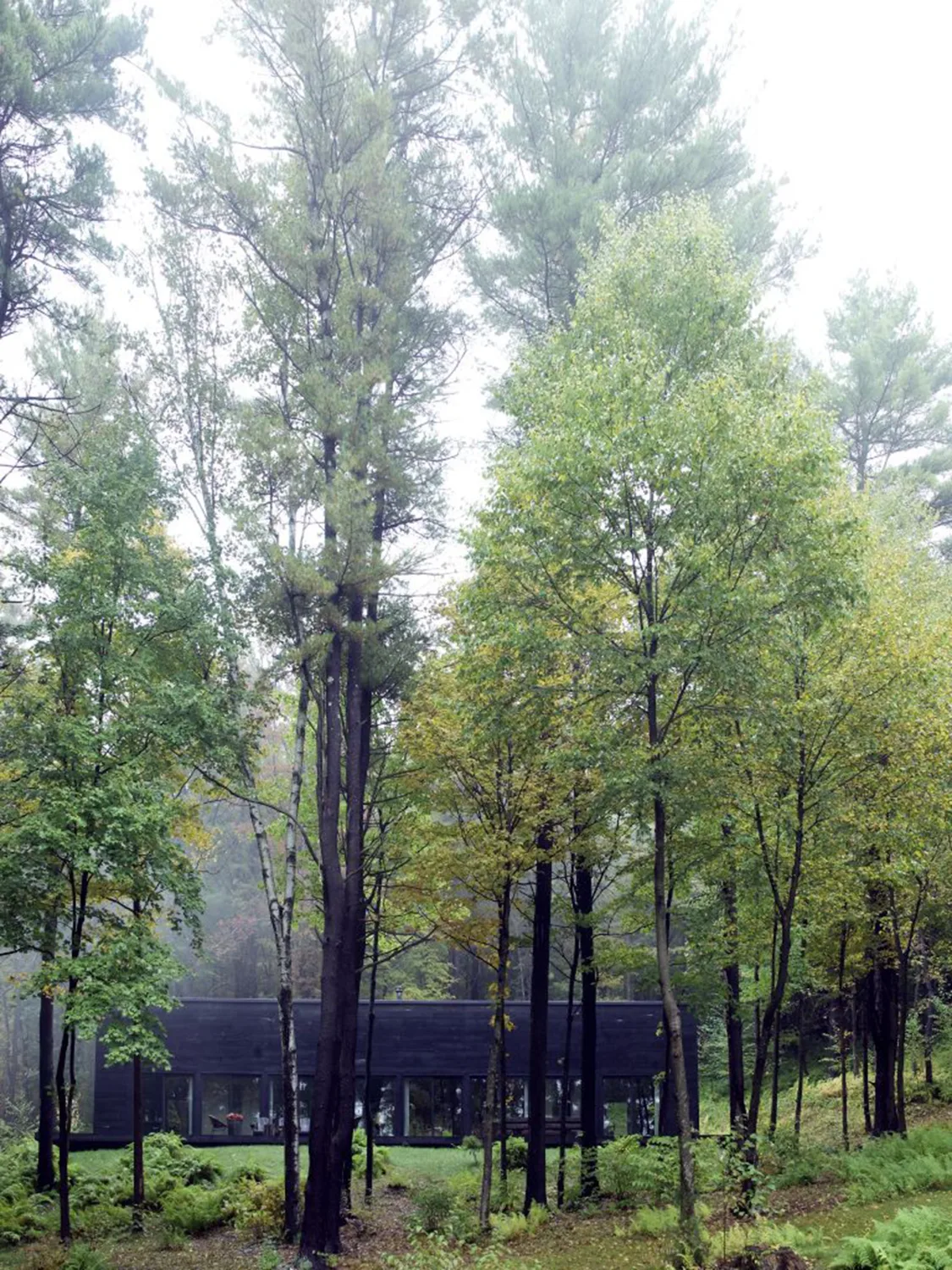 forest, exterior, fog, house