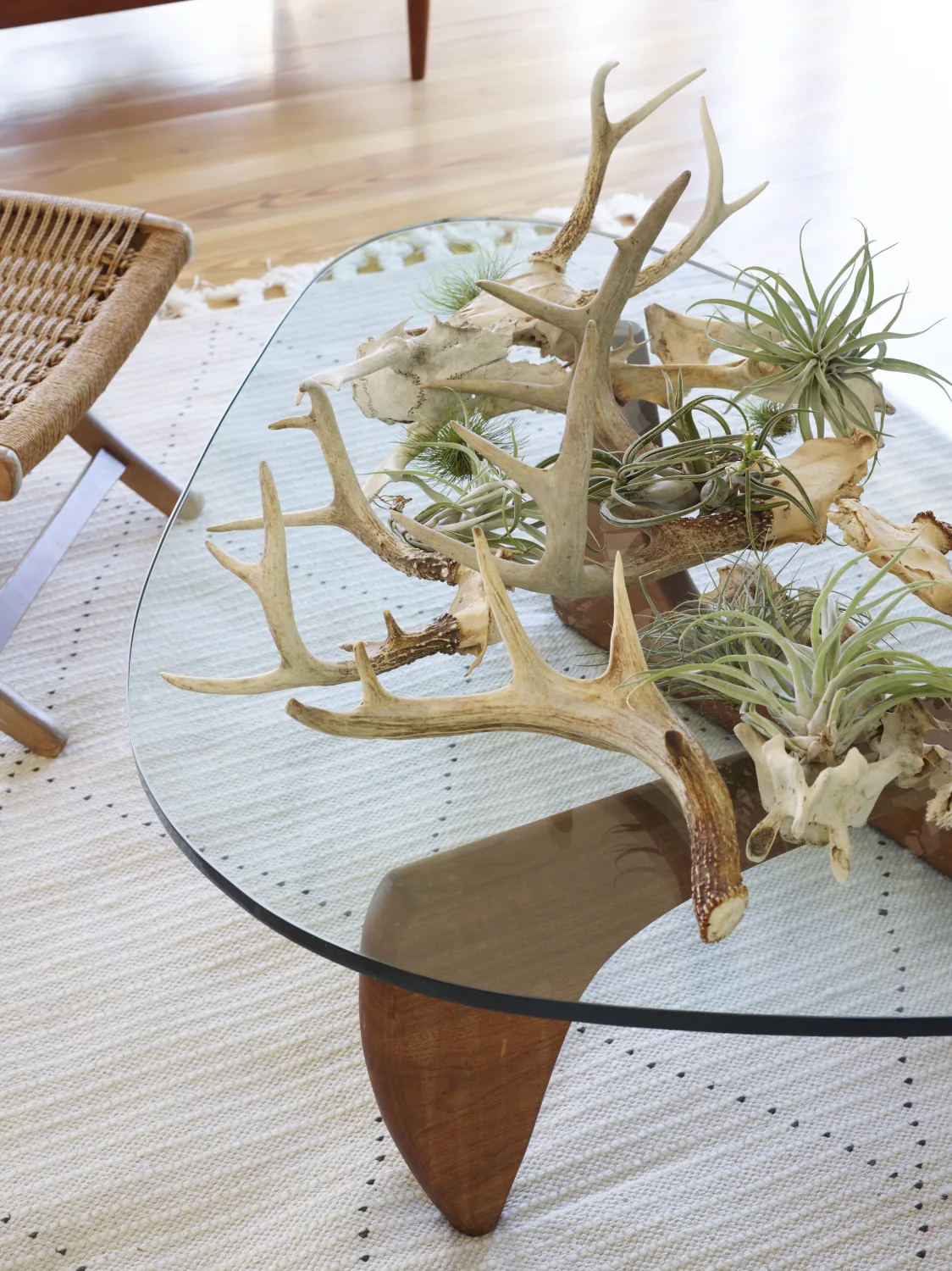 coffee table, rug, antler
