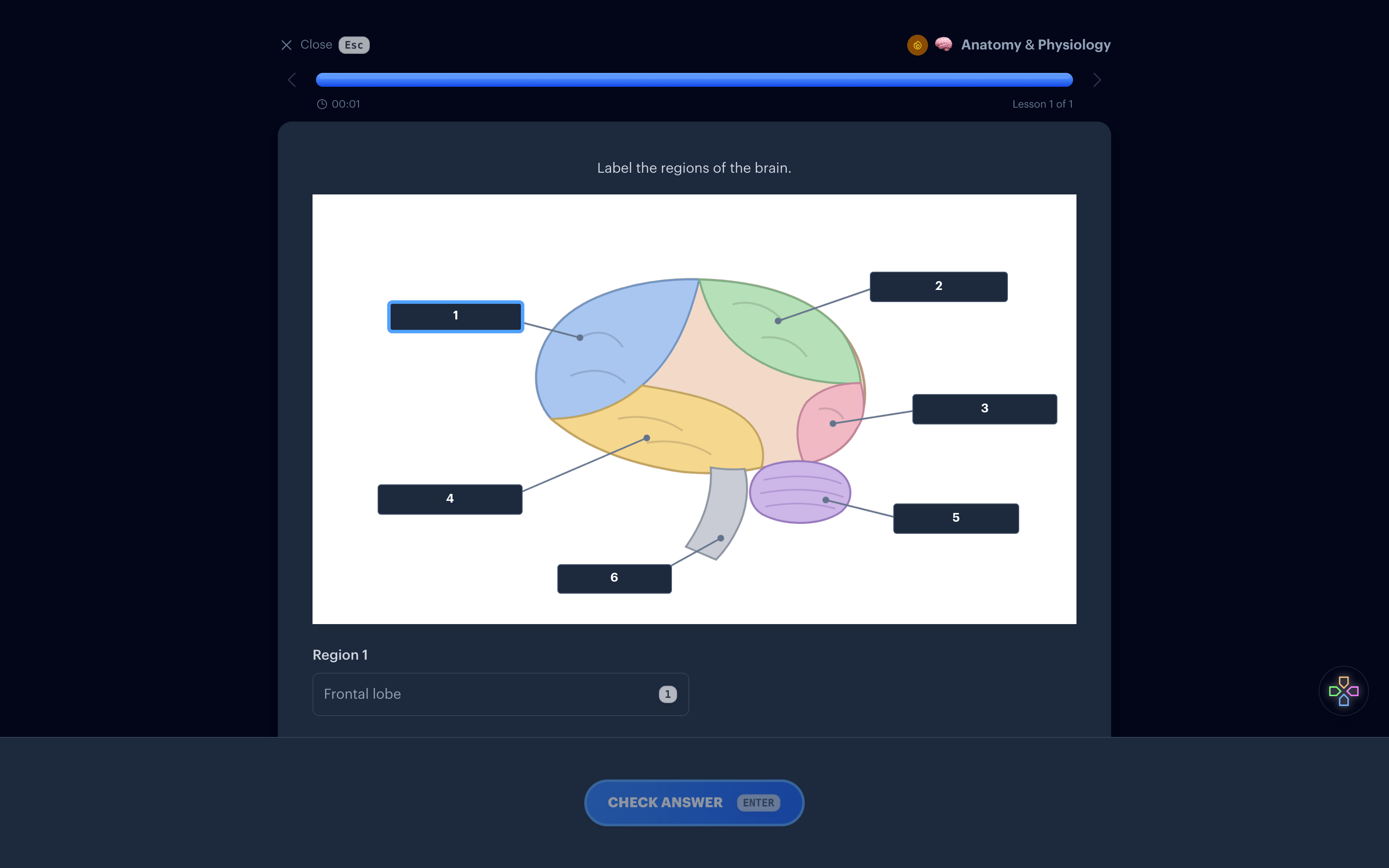 An image occlusion lesson with the labels on a brain diagram masked